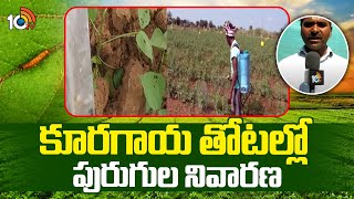 Vegetable farming  కూరగాయ తోటల్లో పురుగుల నివారణ  Matti Manishi  10TV News [upl. by Christenson]