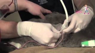 How to perform a thoracocentesis in a cat  VETgirl Veterinary CE Videos [upl. by Boland]