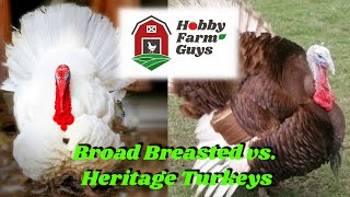 Heritage Breed vs Broad Breasted Turkeys Which Is Right For You [upl. by Anitak621]