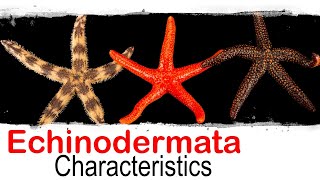 Echinodermata phylum general characteristics  UPSC optional zoology [upl. by Lehrer]