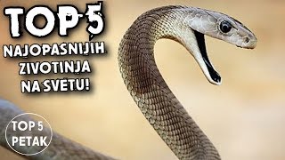 TOP 5 NAJOPASNIJIH ZIVOTINJA NA SVETU  Top 5 Petak [upl. by Ellertal838]