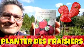 Fraisiers  Comment les planter sous bâche au jardin potager [upl. by Woods]