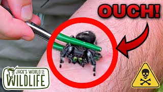 JUMPING Spider BITE ARE They DANGEROUS [upl. by Haberman]