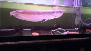 Feeding Silver Arowana [upl. by Meingoldas744]