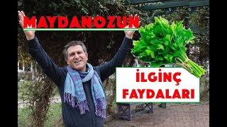 Maydanozun faydalari nelerdir I Maydanoz ile neler yapılır [upl. by Nwahs]