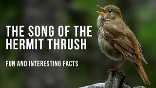 Fun Facts About the Beautiful Hermit Thrush Song [upl. by Rexana]