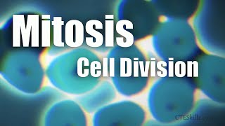 Mitosis vs Meiosis updated [upl. by Bartolomeo73]