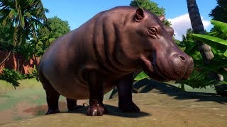 Planet Zoo  Hippopotamus Gameplay PC HD 1080p60FPS [upl. by Doykos597]