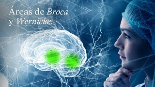 Áreas de BROCA y WERNICKE en el CEREBRO  EduCaixa [upl. by Alemap723]