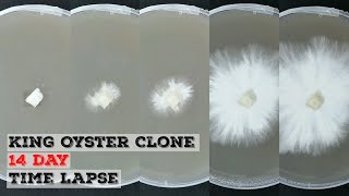 King Oyster Mushroom Clone Agar Time Lapse  Time Lapse Of Mycelium Growing Over 14 Days [upl. by Sung]