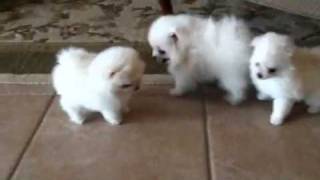 White pomeranian puppies for sale [upl. by Urien345]