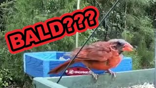 Bald Redbird Male Cardinal NO Cone or Head Feathers  Do Birds Go Bald Naturally Loose Feathers [upl. by Rebbecca]