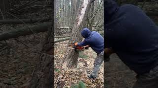 Chainsaw cutting the woods chainsaws hardwaretools viralvideo foryou [upl. by Neffirg274]