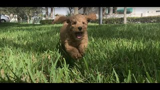 The arrival of our Labradoodle from Puppy Spot [upl. by Ekard]