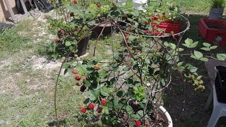 Growing Delicious Blackberries Vertically And In Containers🍇 [upl. by Eeluj37]