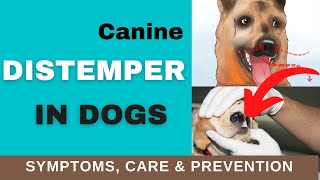 How to Recognize Distemper Symptoms in Dogs TREATMENT amp PREVENTION [upl. by Bernarr]