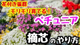 モリモリ育てる『ペチュニア』の摘芯🌱 お花で満開にしよう！ [upl. by Hada]