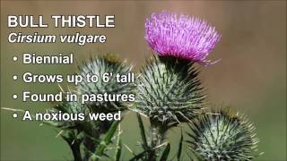 How to Remove Bull Thistle with Ryan Sanders [upl. by Dyna]