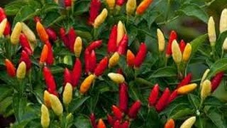 âŸ¹ Tabasco Pepper Capsicum frutescens PLANT REVIEW pepper [upl. by Adnilym]