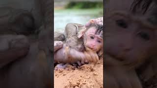 monkeybusiness funnyanimal babymonky funnymonkey animals monkeylifestyle [upl. by Acirtal]