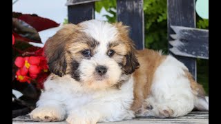 Shichon Puppies for Sale [upl. by Debbee]