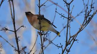 Jaseur dAmérique  Cedar Waxwing  Bombycilla cedrorum [upl. by Entroc]