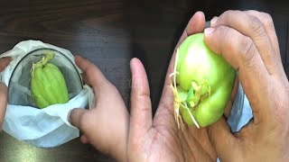 How to grow chayote from store bought chayote [upl. by Eyot443]