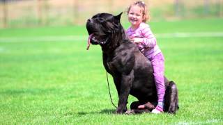 Cane Corso Zeder Sangue Magnifica with kid [upl. by Berglund956]