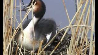 The Danube Delta part 2 of 6 [upl. by Yajeet]