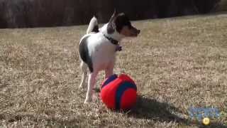 Chuckit Large Kick Fetch Ball from Petmate [upl. by Zeidman]