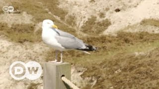 Ein Sommertag auf Norderney  DW Deutsch [upl. by Elata]