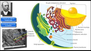 26 Complesso o Apparato di Golgi Caratteristiche generali per il test di medicina [upl. by Aisinut]