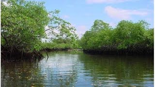 MANGLARES EN COLOMBIA  MANGROVES IN COLOMBIA [upl. by Coppock]