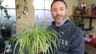 Spider Plant Care Guide and Repot  Chlorophytum Comosum – Airplane Plant  Beginner Friendly [upl. by Iatnahs]