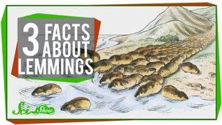 3 Facts About Lemmings [upl. by Hcire]