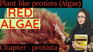 Red Algae  RHODOPHYTA  CLASS 11 plant like protista [upl. by Addam]