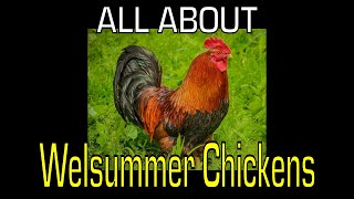 Welsummer Chicken  Information [upl. by Dusty438]