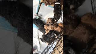 Bernedoodle Puppies sable and tri color [upl. by Jelks]