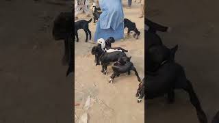 Chhote bacche dance Karne Wale bacche Nachi bacchon Ki Mandi Mandi Mein Bakre Sabir goat farm [upl. by Sadoff791]