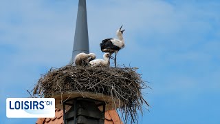 Moudon  Avenches  Découvrez une région riche en histoire [upl. by Arney]