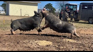 FIGHTING PIGS This happens every time  Raising Pigs On Pasture [upl. by Purity]