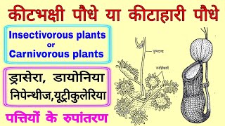 कीटाहारी पौधे कीटभक्षी पौधे के नाम  insectivorous plants carnivorous plants animal eating plants [upl. by Eet]