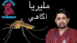 malaria awareness  Drmansoor  Sindhu health  in Sindhi [upl. by Atled]