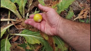 Mandrake Fruits  How I Eat  Mandragora officinarum Rare Fruit Plant [upl. by Vaas]