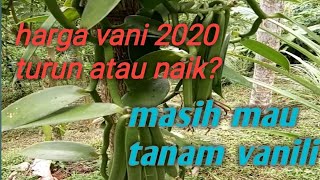 Harga vanili 2020 [upl. by Essenaj453]