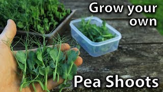 How to Grow Pea Shoots  EASY and PRODUCTIVE [upl. by Yajnas]