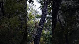 Leopard Climbs Tree to Reach Carcass [upl. by Orwin]