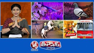 Saffron Farming  Pigeon Feeding Spots  Horse Riding School  V6 Weekend Teenmaar [upl. by Kyte]