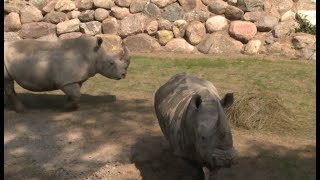 60 Jahre Schweriner Zoo [upl. by Gore]