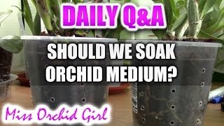 QampA  Should we soak bark media before repotting Orchids [upl. by Fredkin]